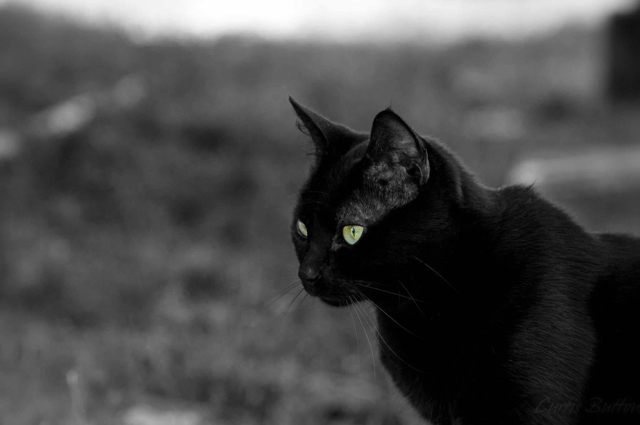 Green Eyes by Curtis Button