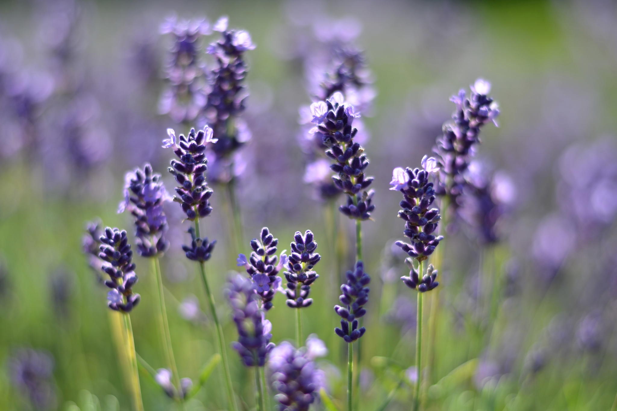 Lavender by Robert Y Zhang