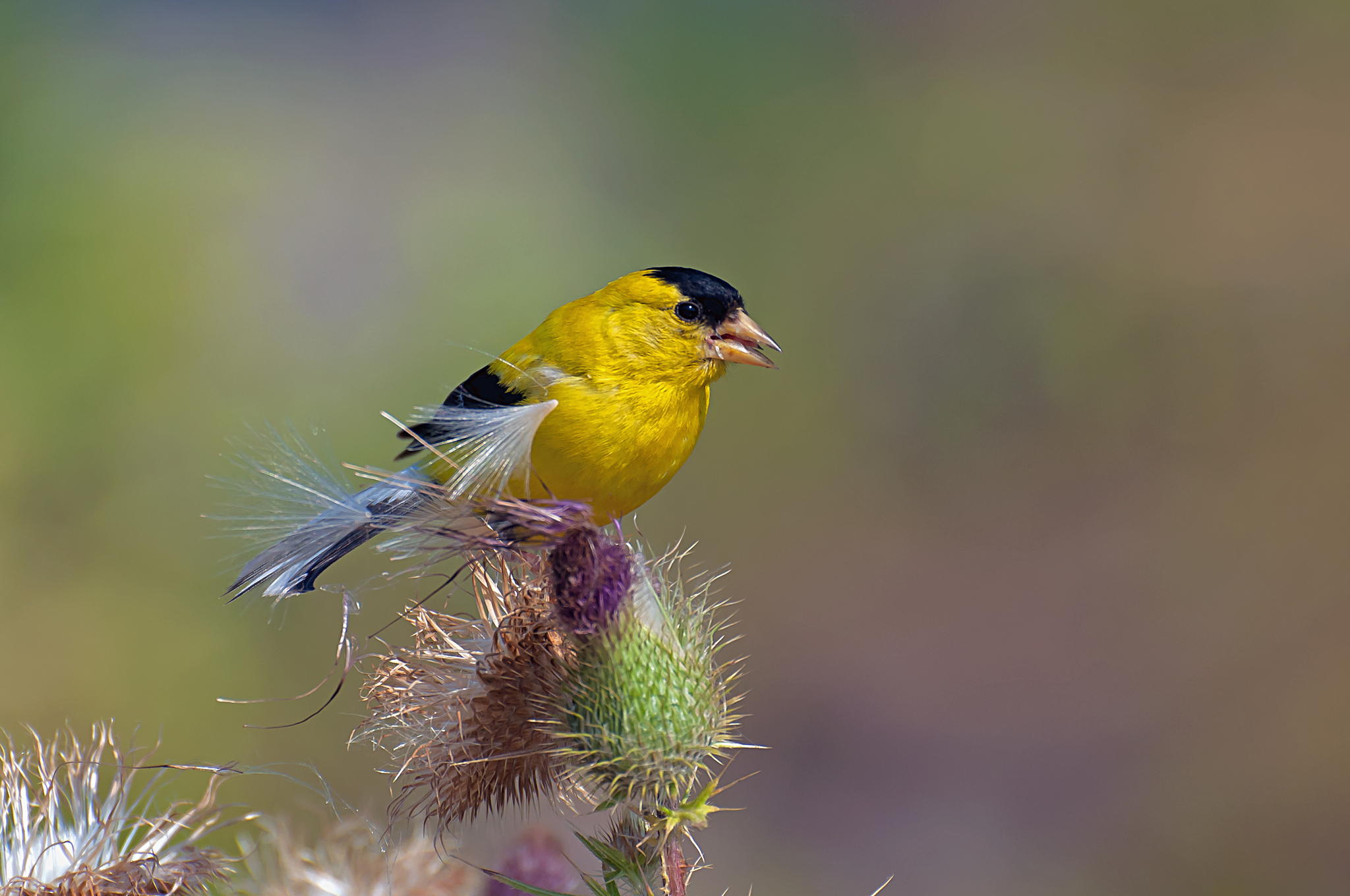 Snacking by Lorraine A Booker