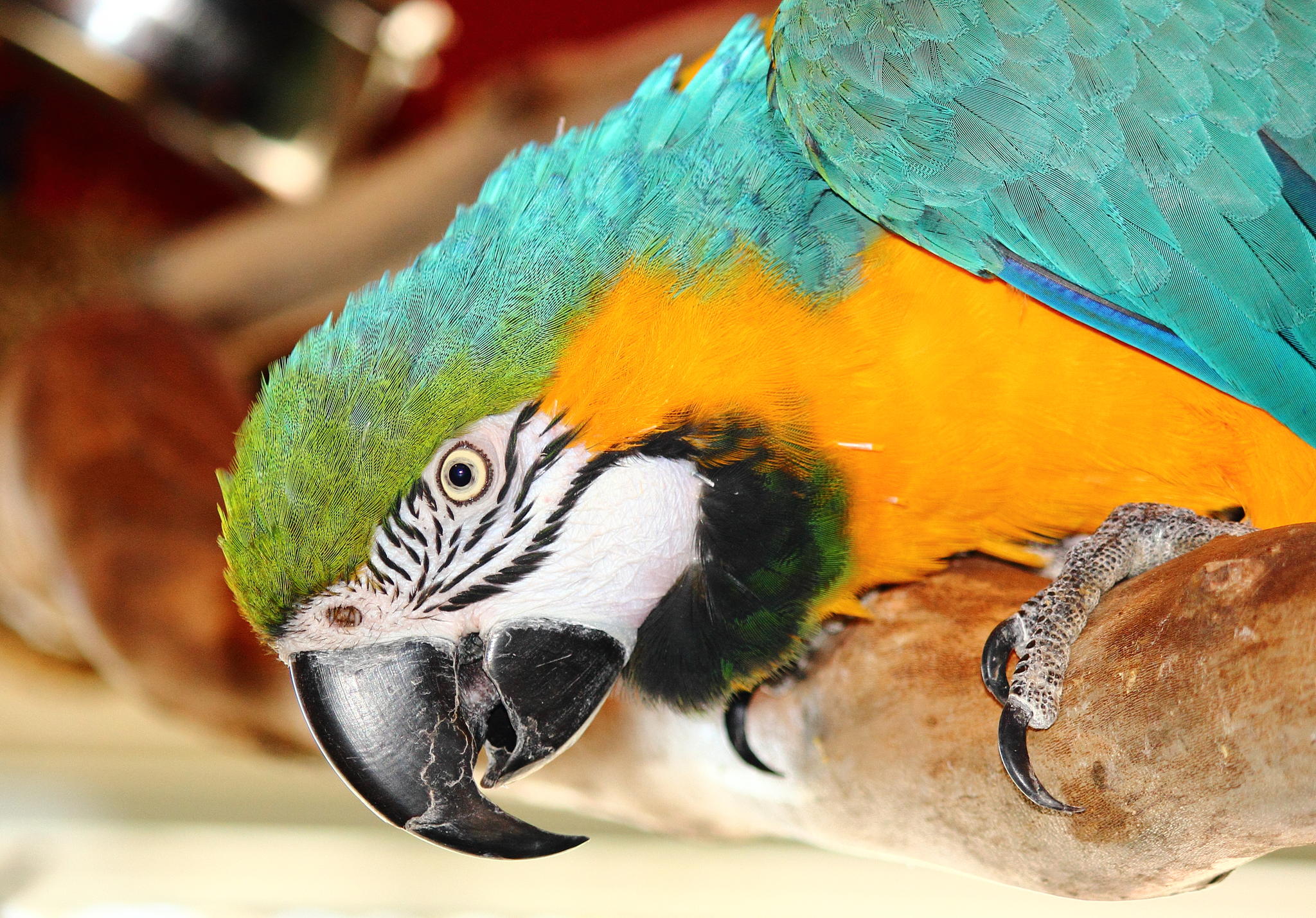 Blue and Gold Macaw by MJR