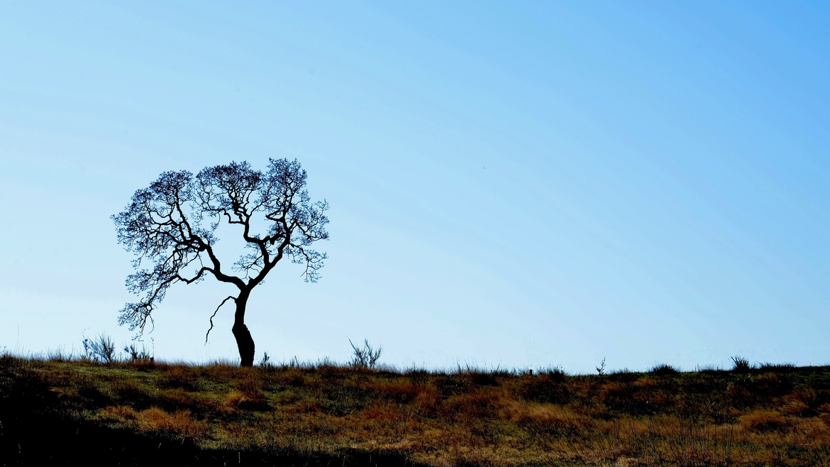 Lone Oak by George Skelton