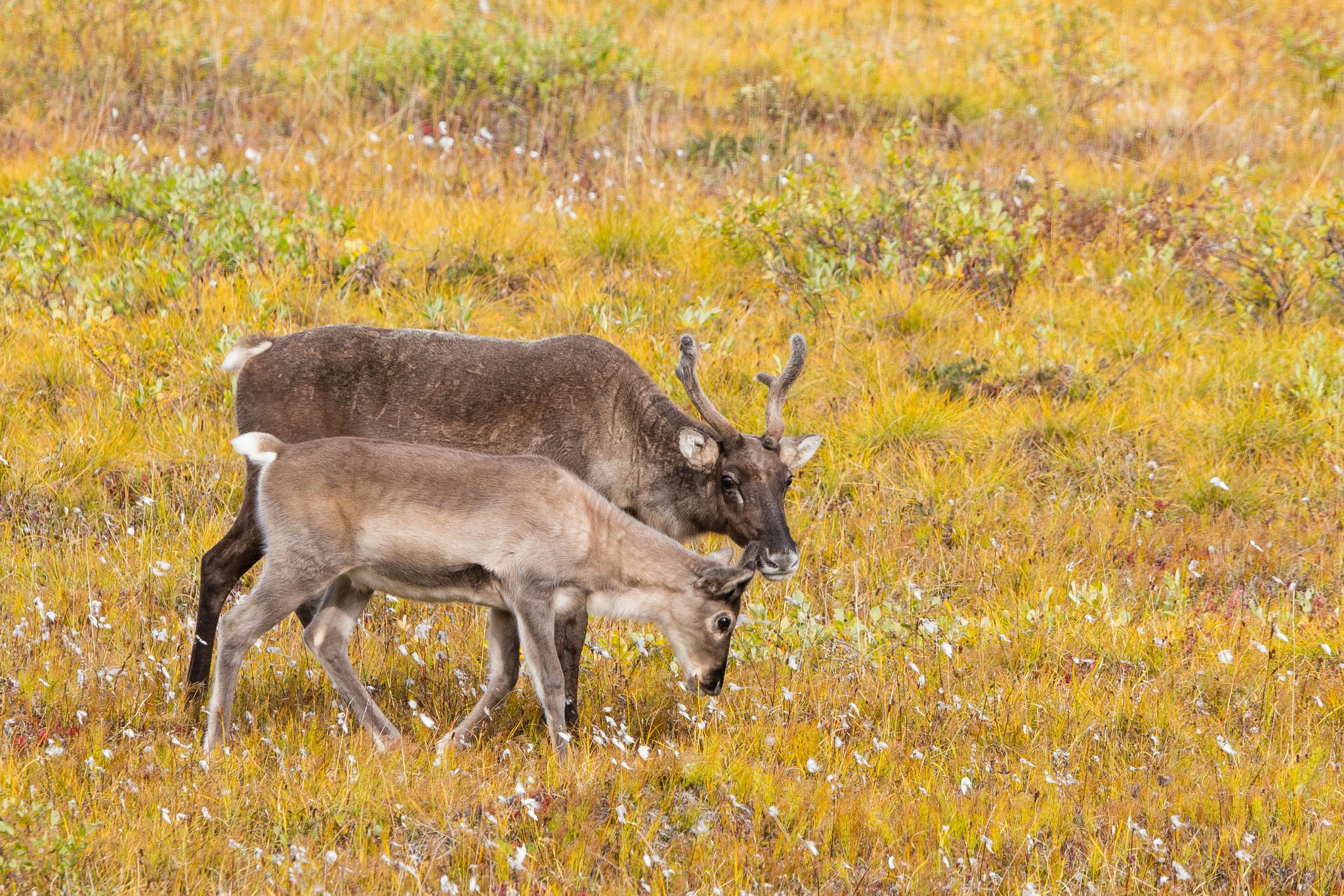 Mother's Care by David Ho