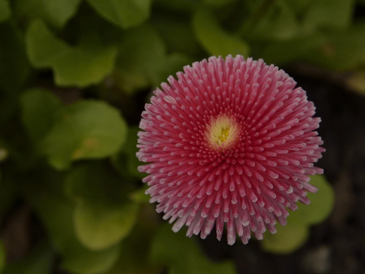 Untitled by George Skelton