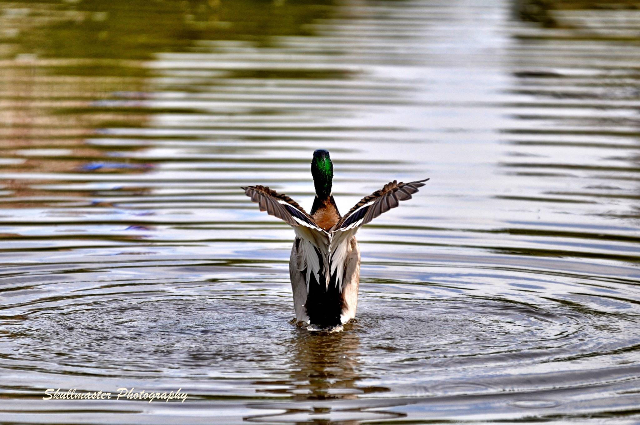 Untitled by Steve Skullmaster