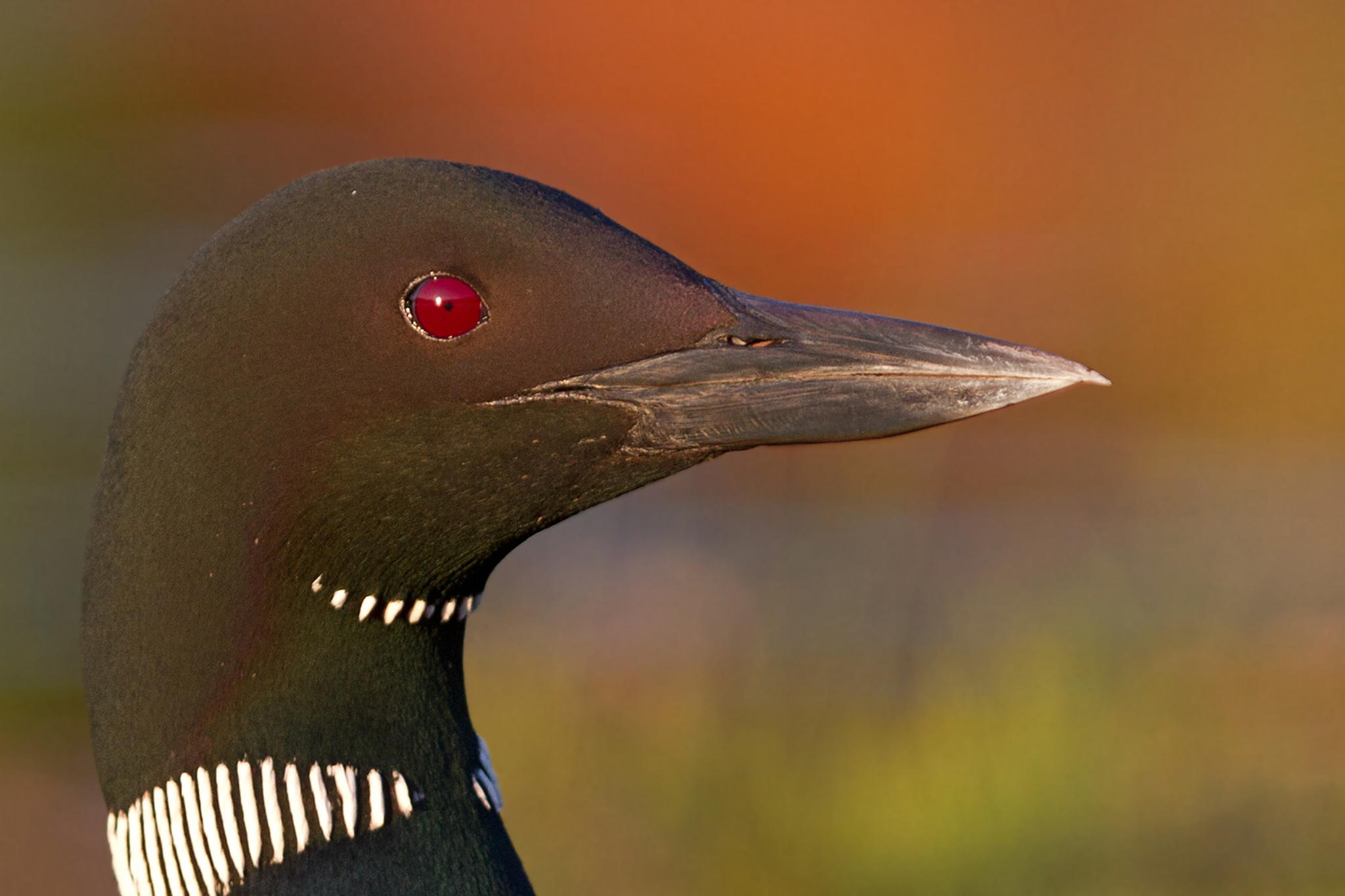 Common Loon by Jim Cumming