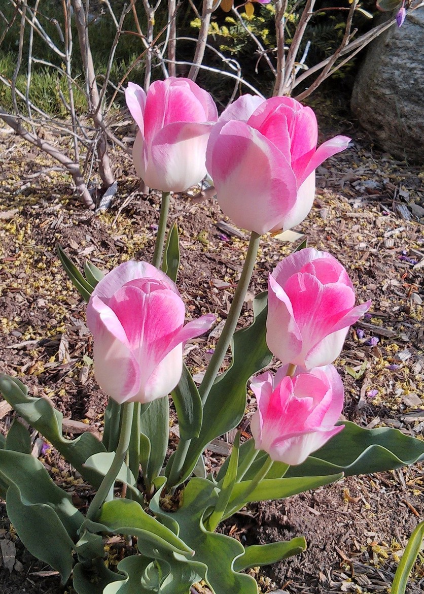 Tulip 4 by Robert Zhang