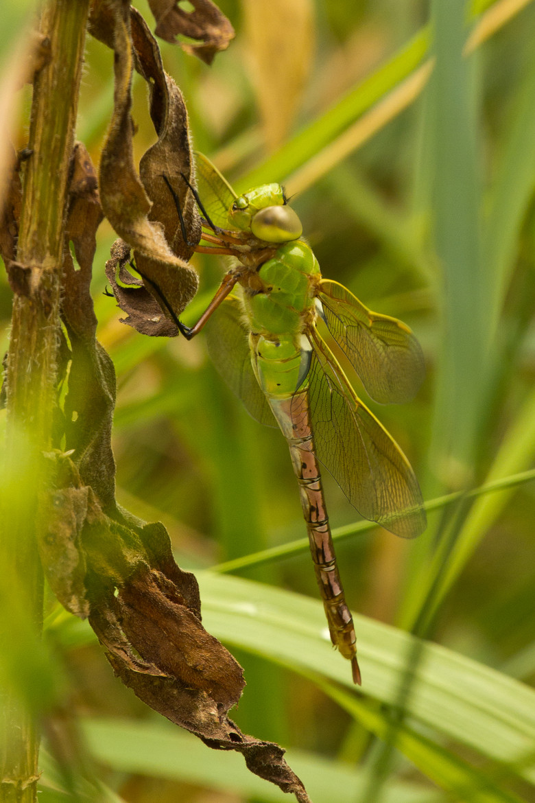 Dragonfly by Robert Guimont