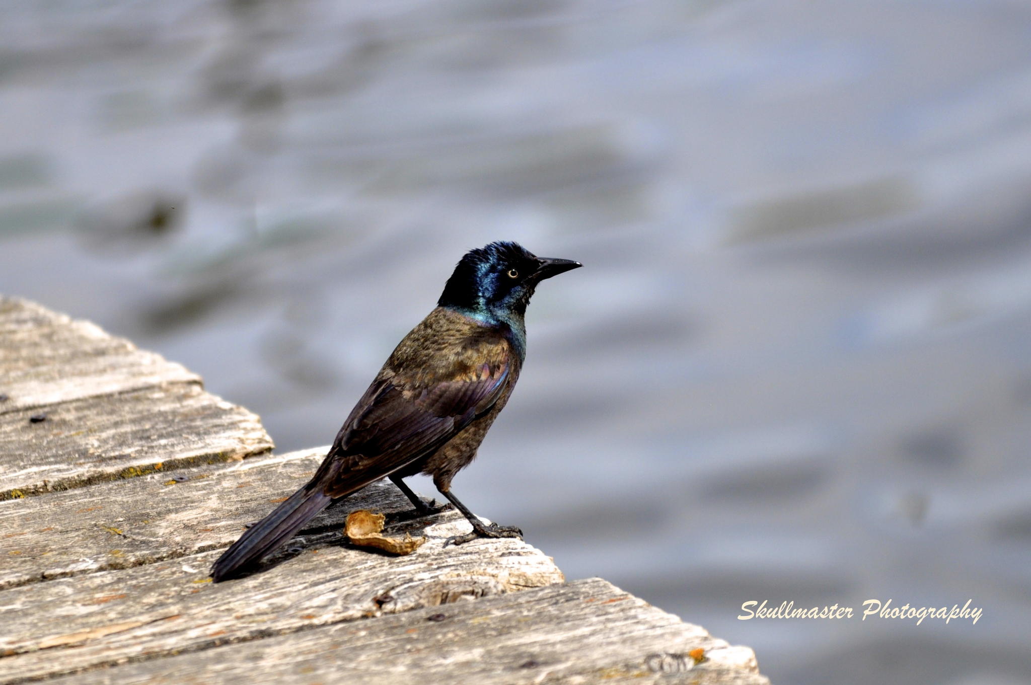 Untitled by Steve Skullmaster