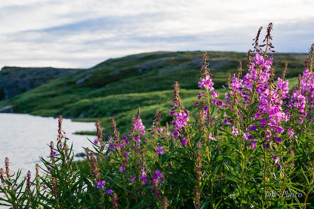 Arctic Image by David Ho