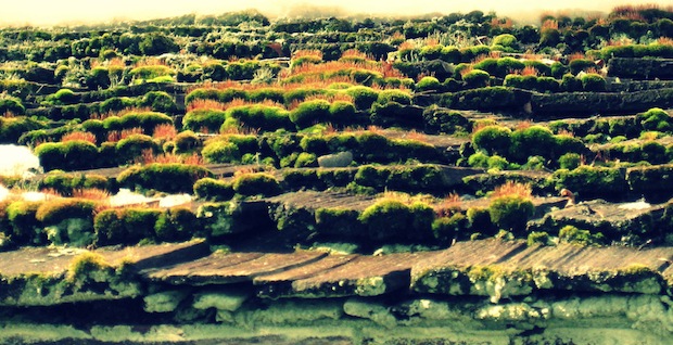 Shingles by Jenn Hartman