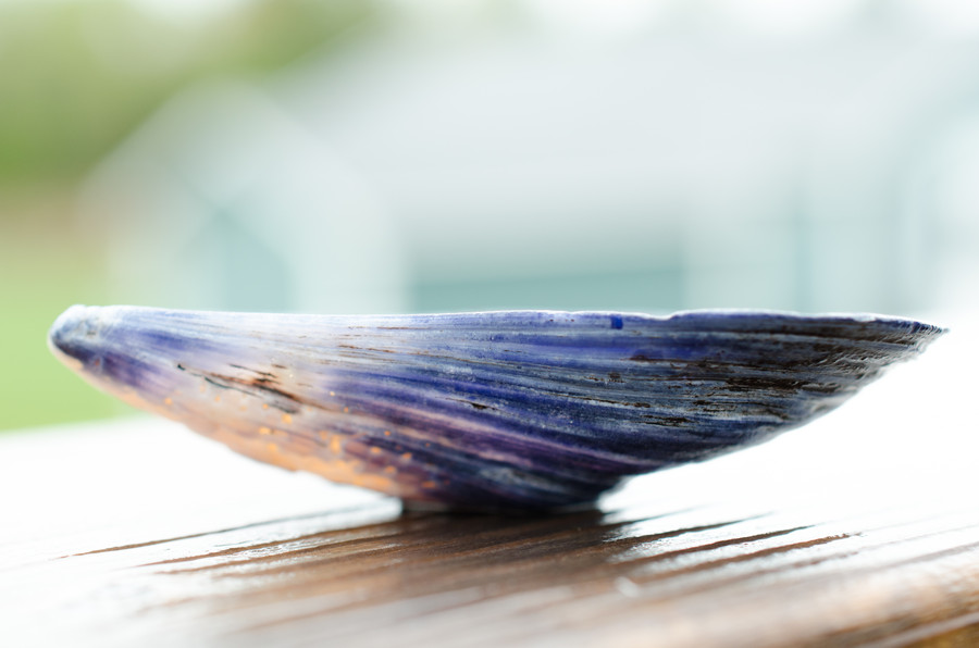 Apasia Stewart - Shell