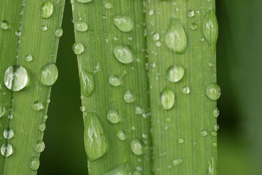 Dylan Baker - Morning Dew