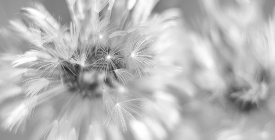 Judi Smelko - Fireworks