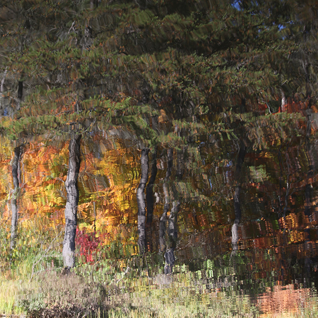 Pins sur le lac by Denis Collette