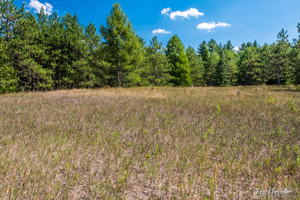 Figure 2 : RAW out of camera - Fujifilm X-Pro 2, Fujifilm 16-55/2.8