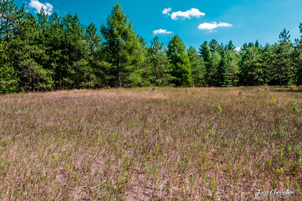 Figure 3 : Fujifilm Velvia 50 - great punchy colour