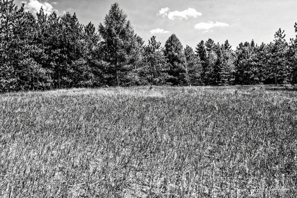 Figure 4 : Ilford PAN 100 - rich detail, superb contrast, excellent tonal range